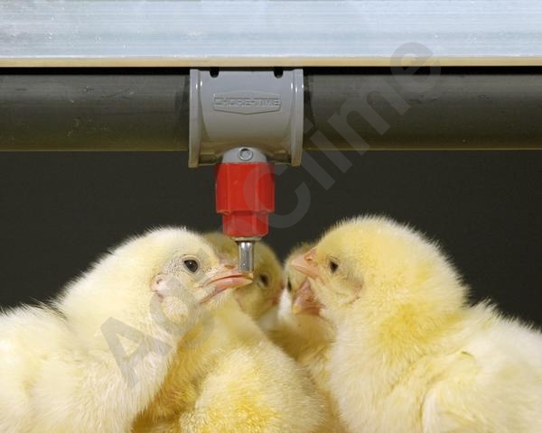 Различные доступные значения расхода обеспечивают оптимальную подачу воды для цыплят любого типа и финишного веса.